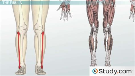 Leg Bones Anatomy Names And Diagram Leg And Foot Bones Video And Lesson Transcript