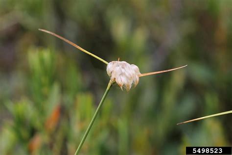 Tawny Cottongrass Eriophorum Virginicum