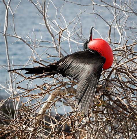 8 Galapagos Birds To See During Your Visit Chez Manany