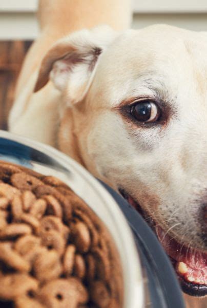 ¿cómo Alimentar A Mi Perra Luego Del Parto Mui Perros