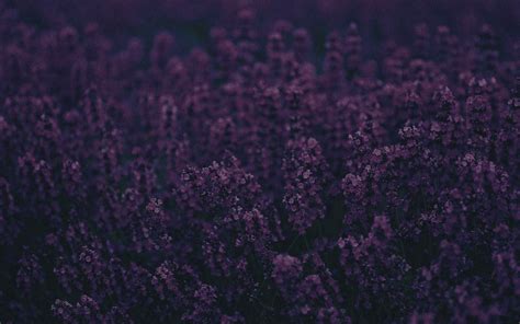 Lavender Wallpaperhd Flowers Wallpapers4k Wallpapersimages