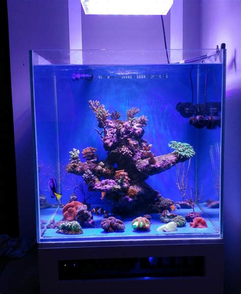 Beautiful Nano Reef Tank Display From Greece Under Atlantik Compact •orphek