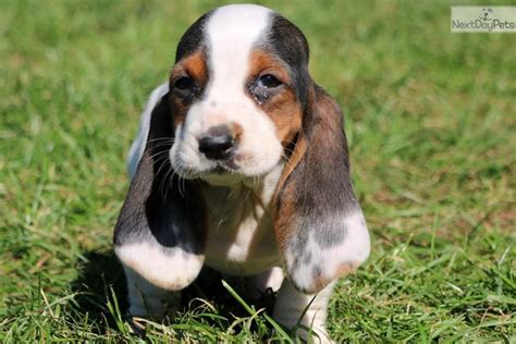 Magic Basset Hound Puppy For Sale Near Lancaster Pennsylvania