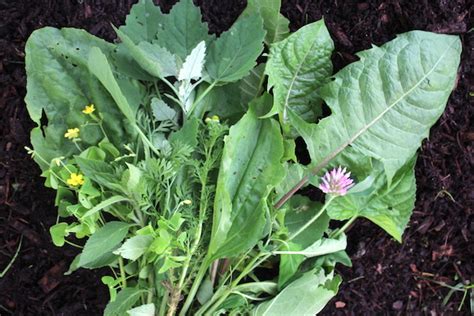 20 Edible Weeds In Your Garden With Recipes