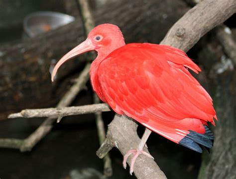 Scarlet Ibis Animal Wiki