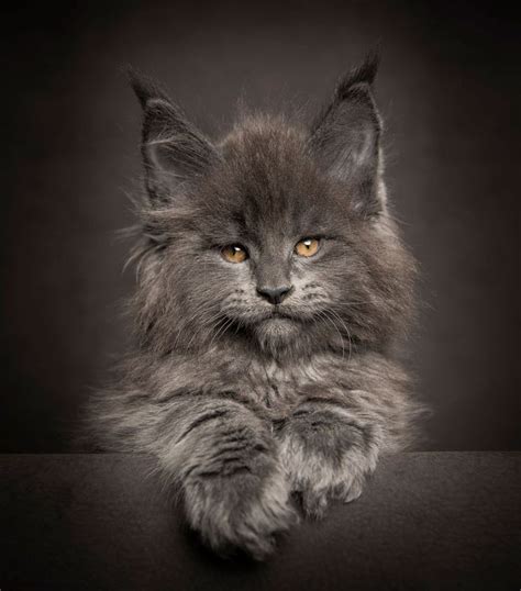 40 Majestic Pictures Of Maine Coon Cats That Will Take Your Breath Away