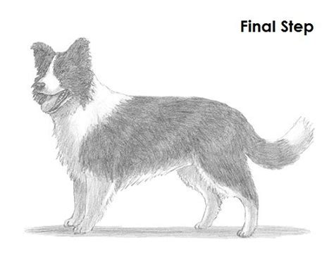 How To Draw A Border Collie Border Collie Art Border Collie Animals