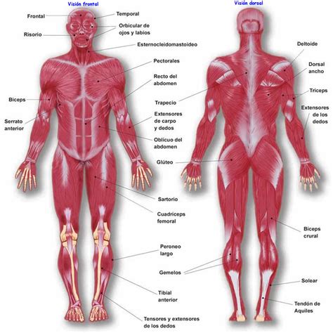 Tu gimnasio en la red Los músculos del cuerpo humano