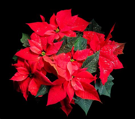 무료 이미지 꽃잎 빨간 크리스마스 플로라 단풍잎 붉은 꽃 관목 포 인 세 티아 글라디올러스 매크로 사진 꽃