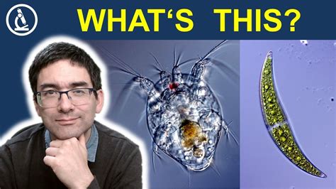 How A Drop Of Pond Water Looks Under The Microscope 🔬 241 Youtube