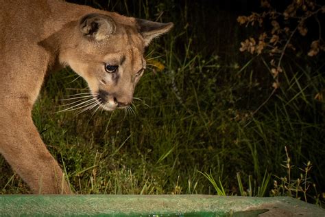 Roy Dunn Camera Trapping Mountain Lions