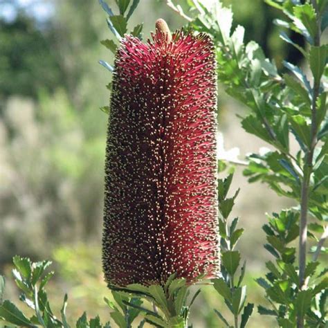 Buy Banksia Praemorsa Red Flowers Cut Leaf Banksia Australian Seed
