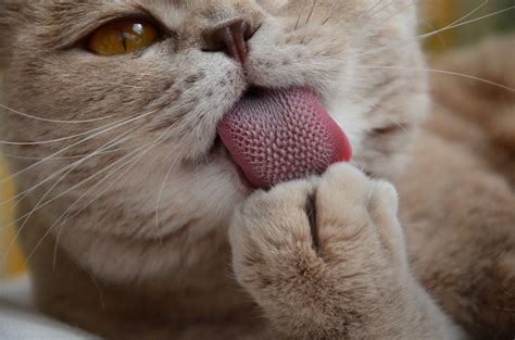 Tantalizing Tidbits About Cat Tongues Cat Tales