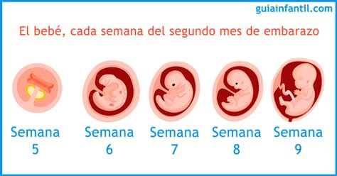 Bajar Entrevista Correctamente Bebe De 6 Semanas De Embarazo Manguera