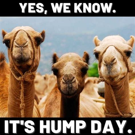 20 Hump Day Memes To Help You Laugh Thru Wednesday Digital Mom Blog