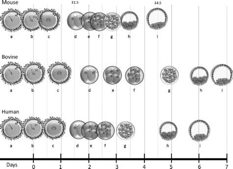 Mouse Embryo Development Timeline