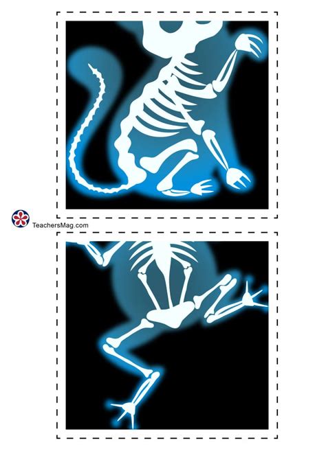 Animal X Rays Printables Printable Templates