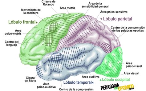 Funciones Del Cerebro Anatomia Del Cerebro Humano Cerebro Humano The The Best Porn Website