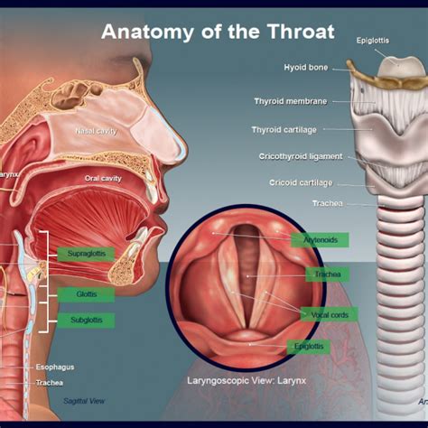 Anatomy Of The Throat Trialexhibits Inc