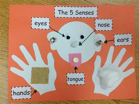 Our Five Senses Craftivity Senses Preschool 5 Senses Preschool