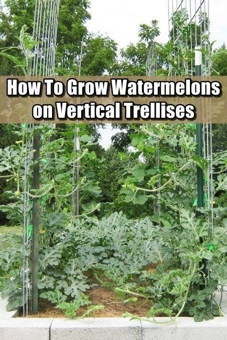 How To Grow Watermelons On Vertical Trellises How To Grow Watermelon