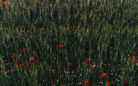 Download Wallpaper 3840x2400 Poppies Flowers Field Grass 4k Ultra Hd