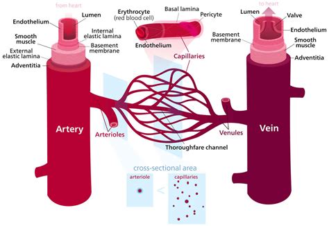 Vasodilation Definition And Vasodilation And Blood Pressure