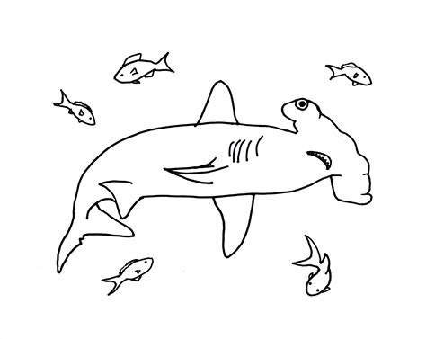 Different versions of the song have sharks hunting fish, eating a sailor, or killing people who then go to heaven. Hammerhead Shark Coloring Page - Art Starts for Kids