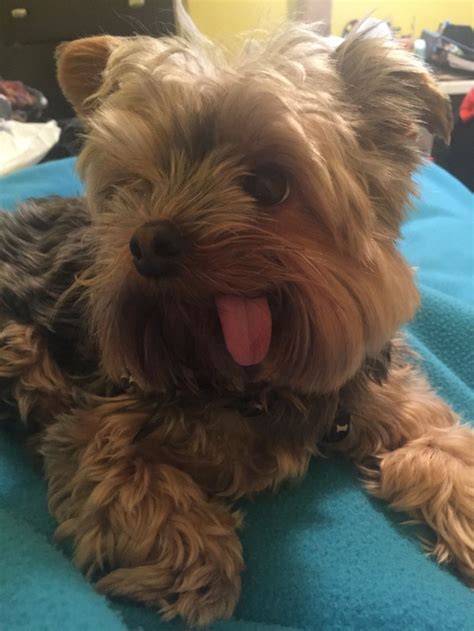 Handsomedogs — My Dog Samuel He Is A 2 Year Old Yorkie With An
