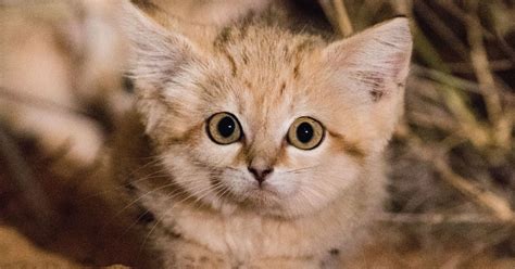 Check spelling or type a new query. Wild Sand Kittens Caught On Video Are Almost Too Cute To ...