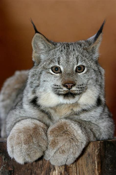 Alpenstrasse — Lynx Kitten Portrait By Alaskafreezeframe Large Cats