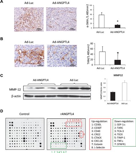 Angptl Modulated Tumor Microenvironment A Immunohistochemical