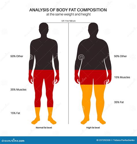 Body Fat Composition Stock Vector Illustration Of Muscles 237292330