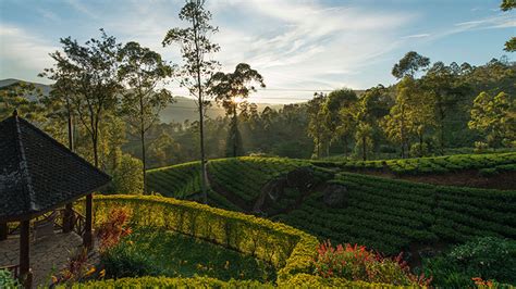 10 Luxury Properties To Look Out For 4 Ceylon Tea Trails Sri Lanka