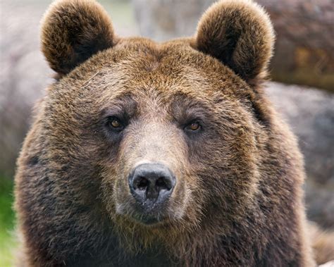 Forest Service Warns People To Stop Taking Selfies With Bears Brown