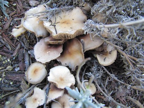Psilocybe Ovoideocystidiata From San Francisco Mushroom Hunting And