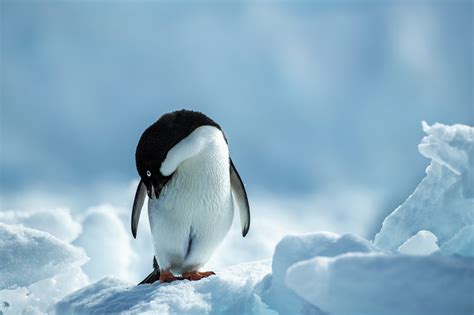 Wallpaper Animals Birds Ice Snow Penguins 2200x1467
