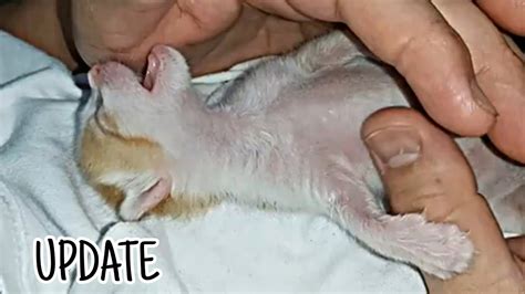 Rescue Abandoned Kitten Kitten Dying Of Dehydration Update How My