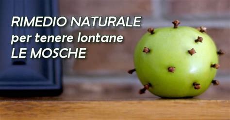 Rimedio Naturale Per Allontanare Le Mosche Bellezza Plus