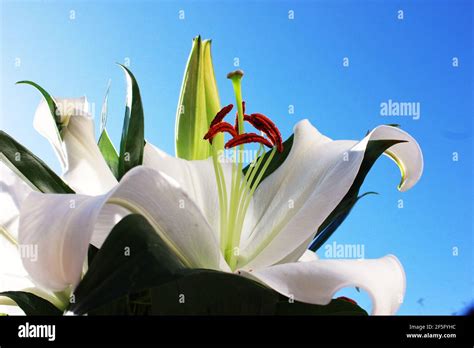 White Lilly Hi Res Stock Photography And Images Alamy