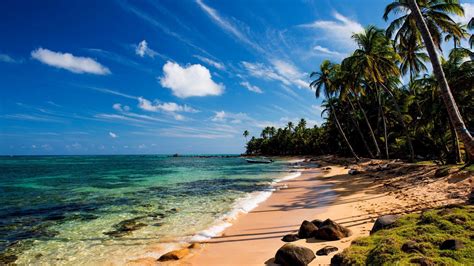 Tropical Paradise Theme For Windows 10 8 7