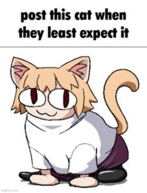 Post This Cat When They Least Expect It Imgflip