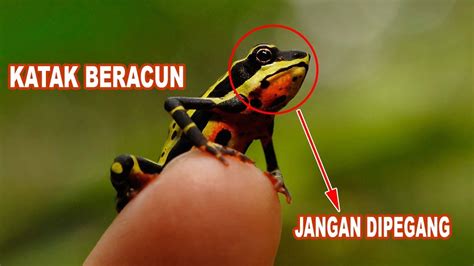 Katak Panah Beracun Katak Beracun Paling Mematikan Di Dunia Youtube