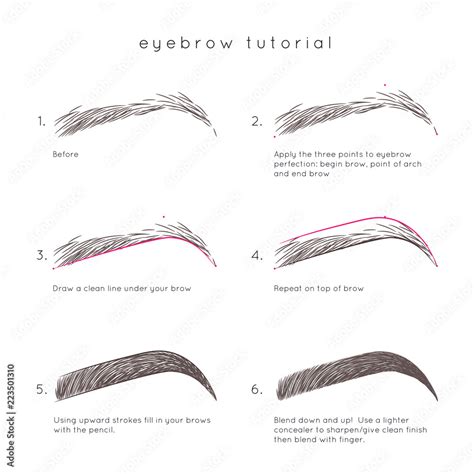 Eyebrow Tutorial How To Make Up Eyebrow Stock Vector Adobe Stock