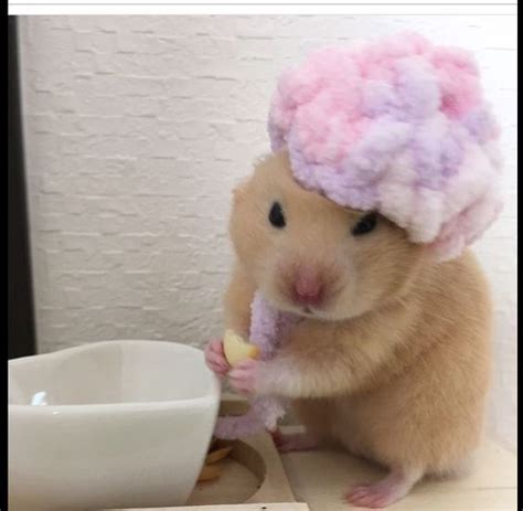 Its Shower Timeireddit42g8fumd8ie21 Cute Hamsters Funny Hamsters Cute Baby