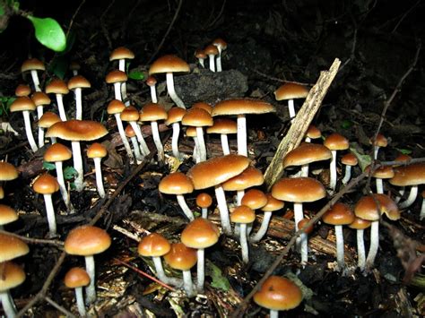 How To Change Your Personality Research Shows That Psilocybin Can