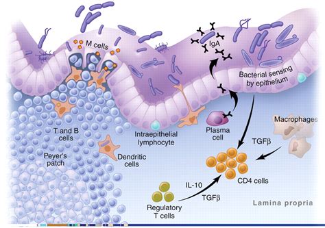 Functions Of The Gastrointestinal System