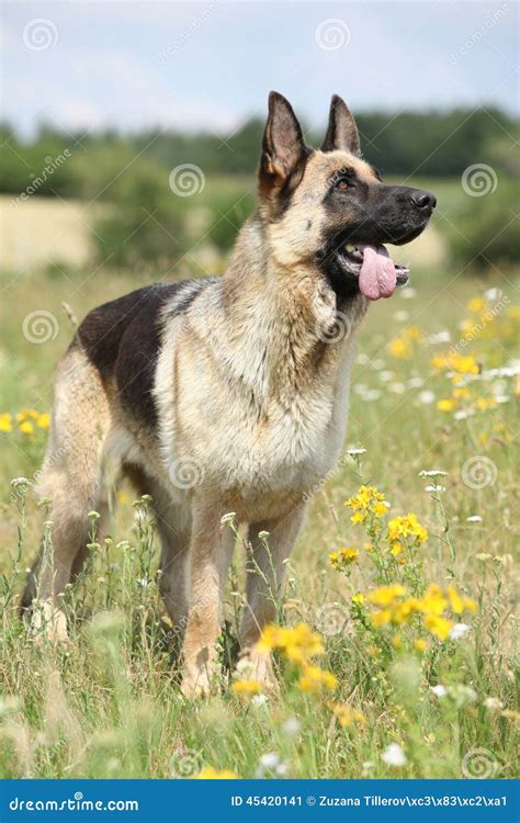 Amazing German Shepherd Standing On Green Field Stock Image Image Of