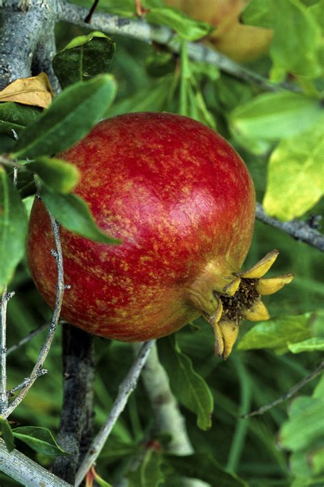 Pomegranates seem like an intimidating fruit. Pomegranate | NCCIH