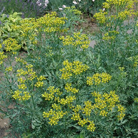 Common Rue Buchanans Native Plants